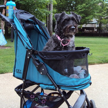 Stroller Schnoodle