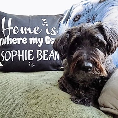 Home is where the Schnoodle is