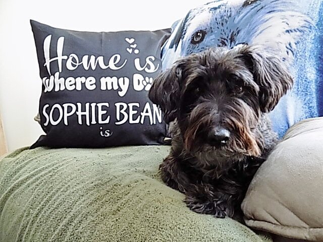 Home is where the Schnoodle is