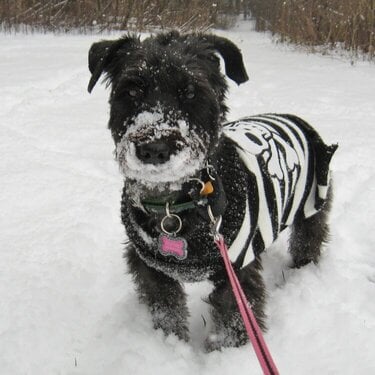 Snowy Schnoodle