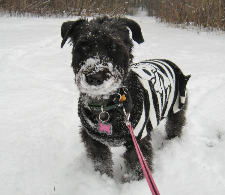 Snowy Schnoodle