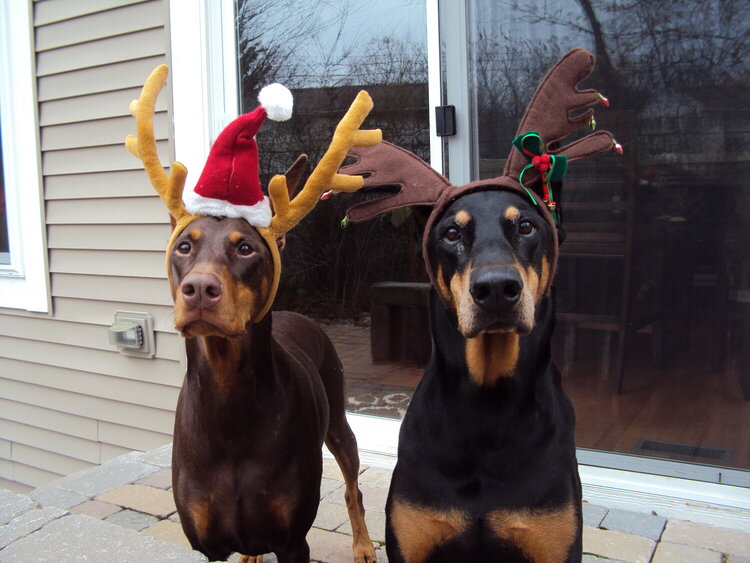 Tis the season to dress up the dogs