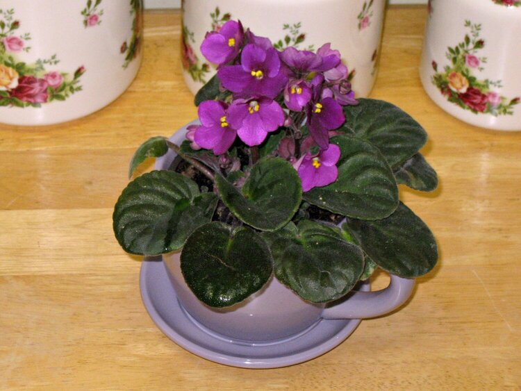 African Violets