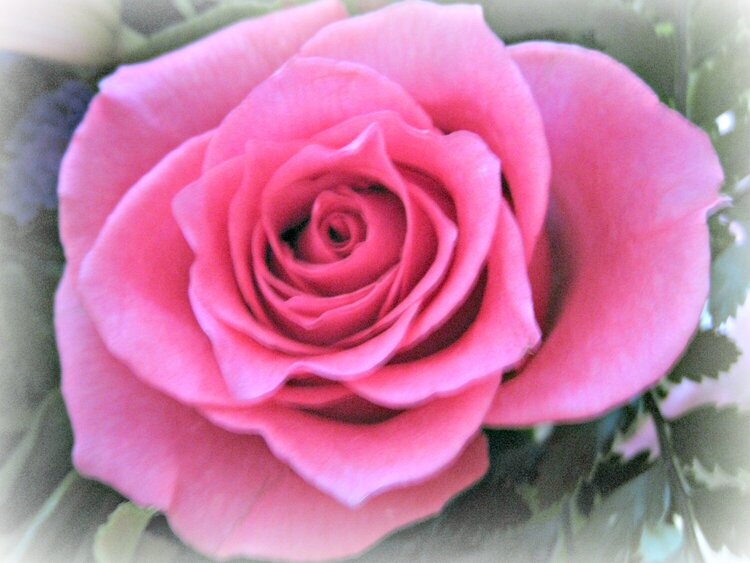 V ~ Valentine Rose