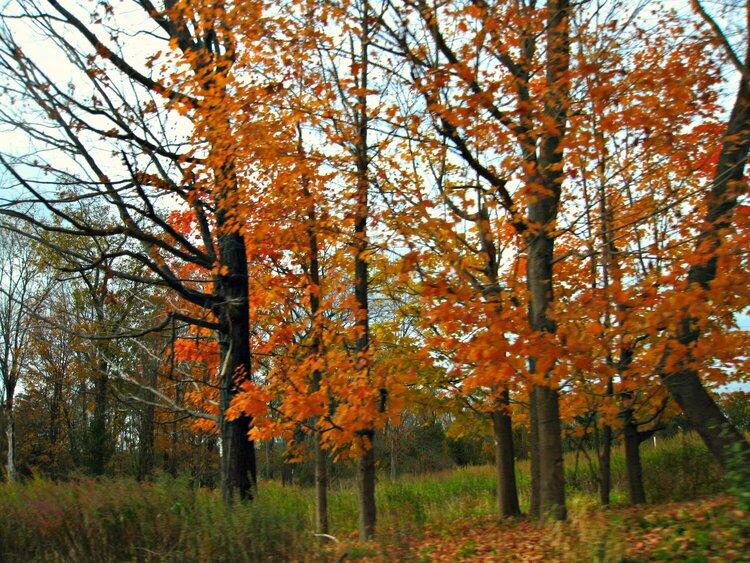 Autumn in NY ~ NJ ~ PA