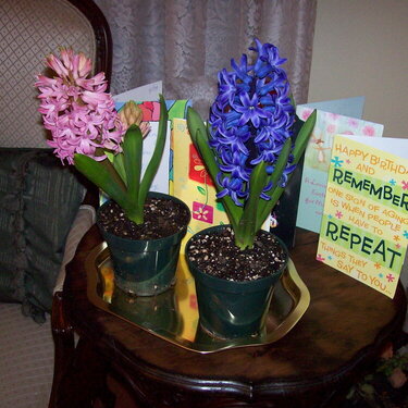POD 10 - LOVE hyacinths...