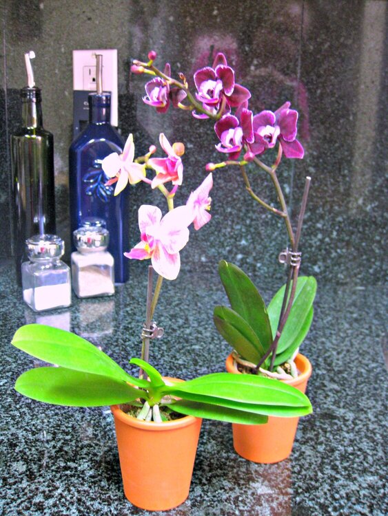 Minature Orchids