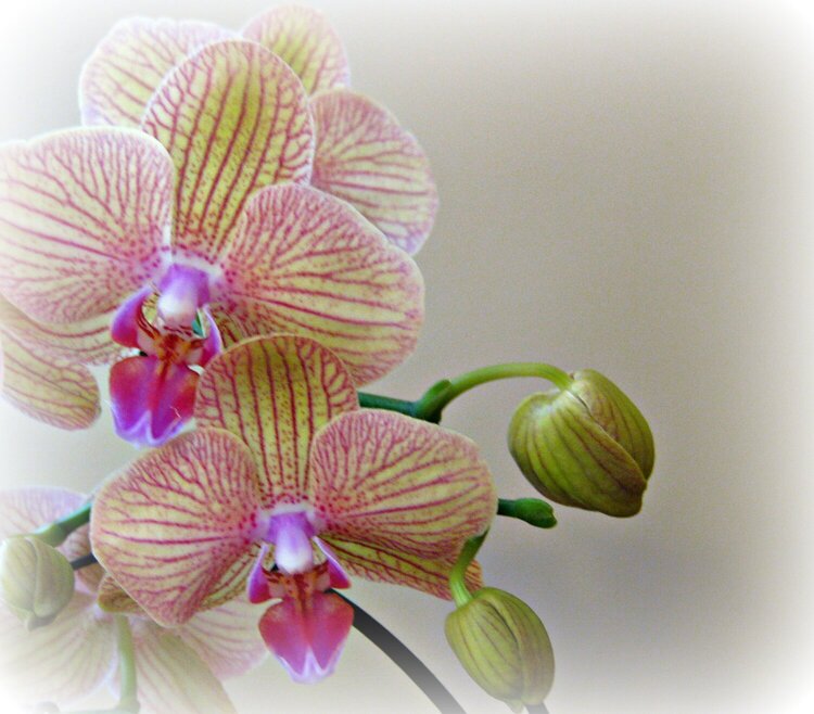 orchid striped