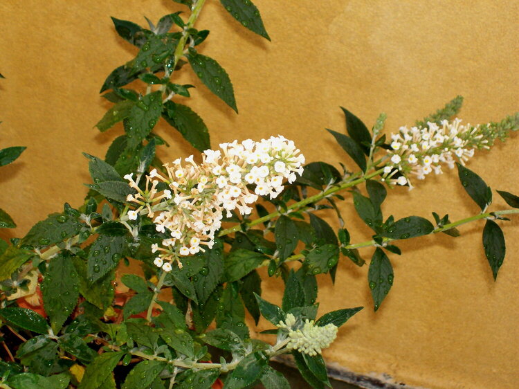 POD 23 - Butterfly Bush