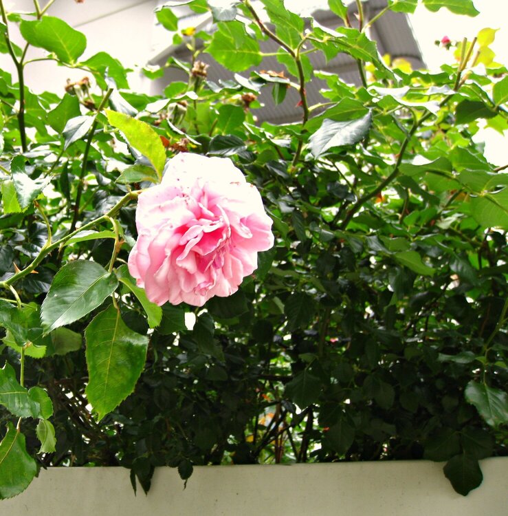 POD 6 ~ A Rose