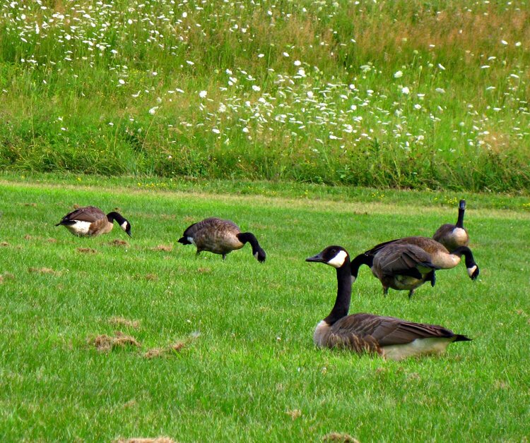 Picnic Gathering