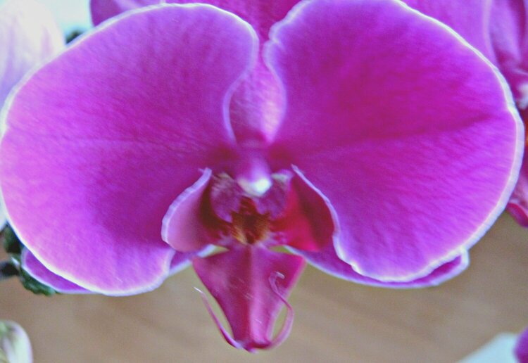 Orchid Incognito