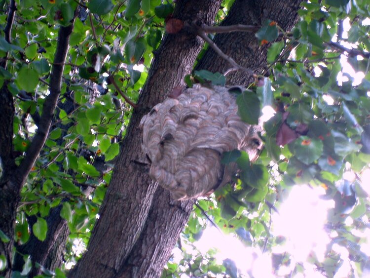 Hornet&#039;s Nest