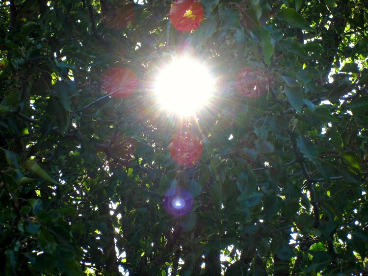 mini 2 ~ sunflare