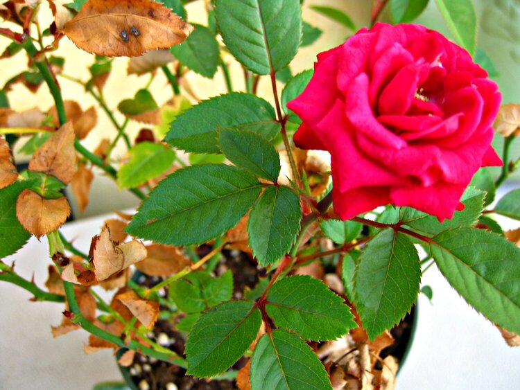 Mini &#039;L&#039; ~ lovely rose