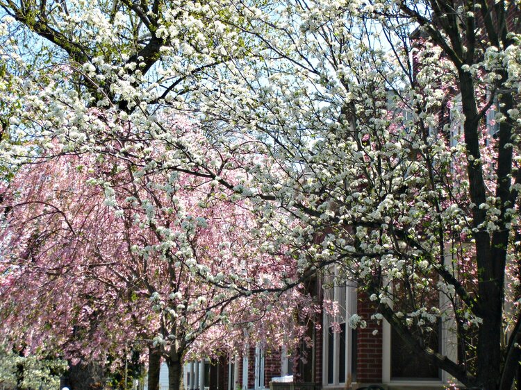 Pink and White