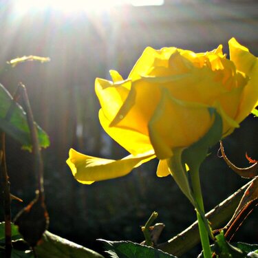 pod 8 ~ yellow rose