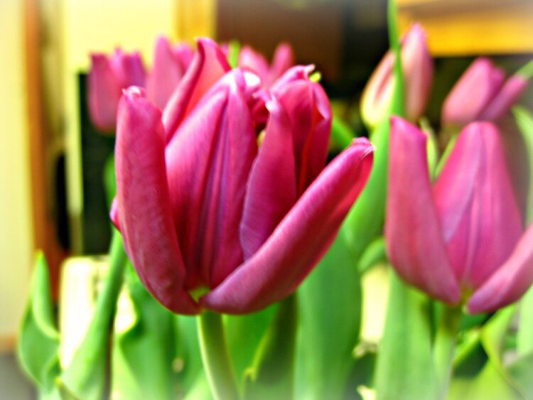 pod 8 - tulips