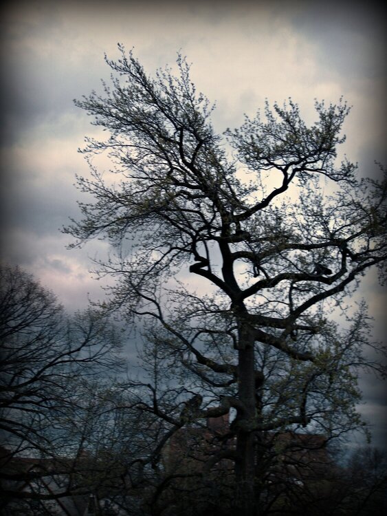 Photo Fun ~ Tree