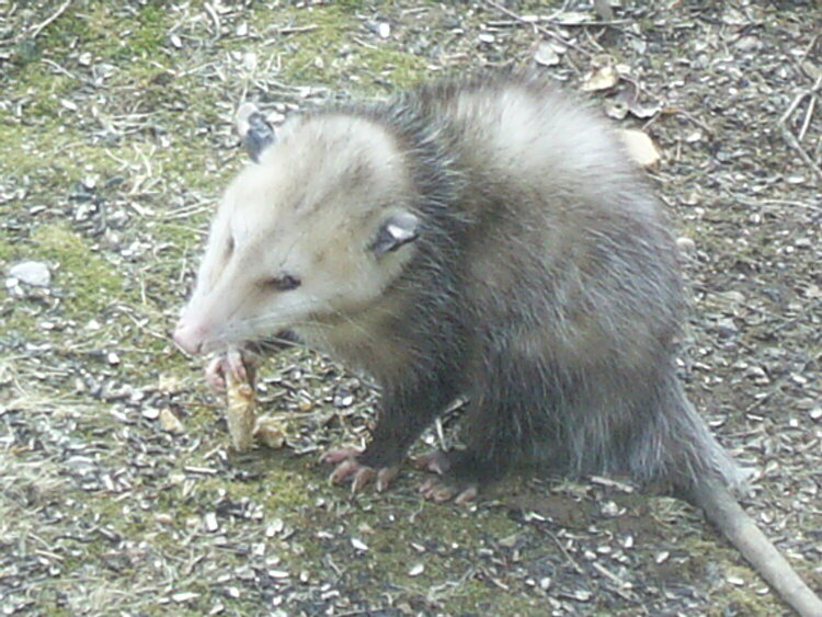 Bread Thief!