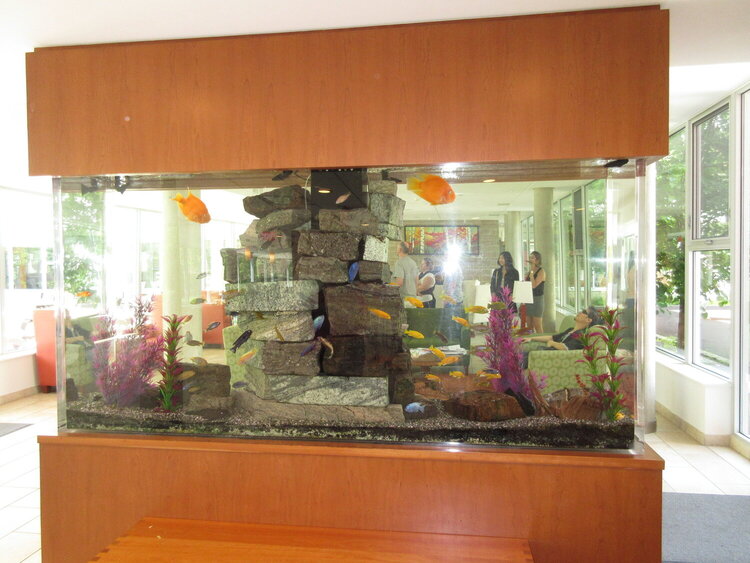Fish Tank at Ronald McDonald House