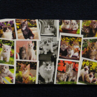 Little Cats Postcard