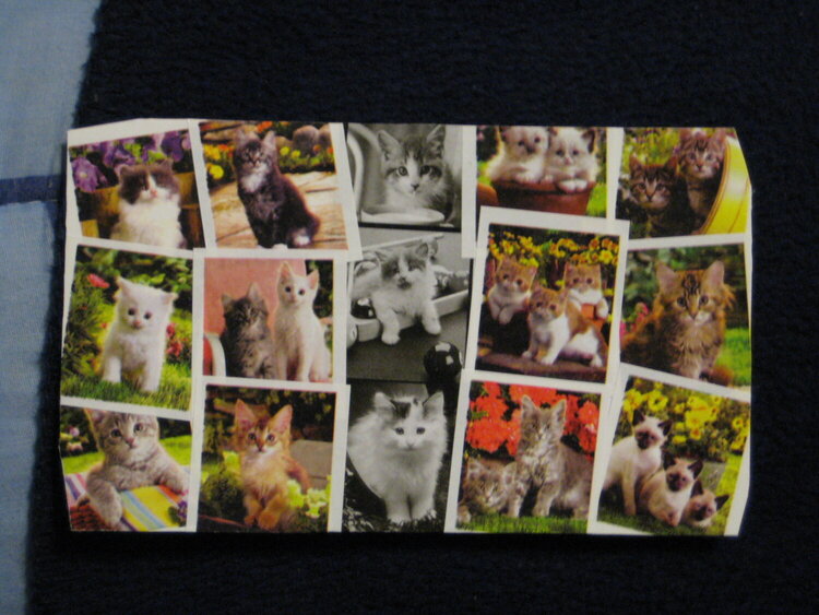 Little Cats Postcard