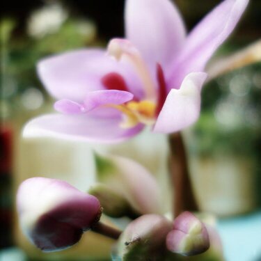 orchid and its inhabitants
