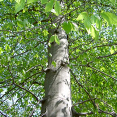 American Beach Tree