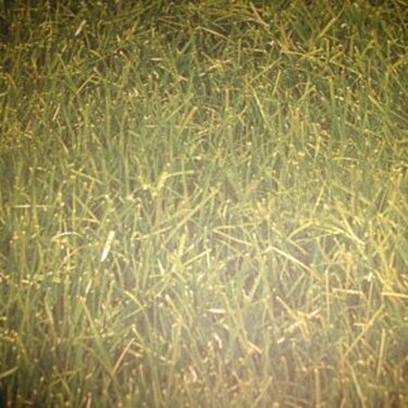 11. Grass