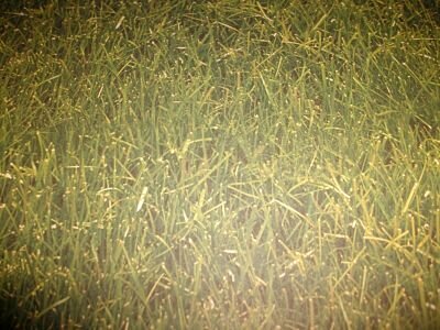 11. Grass