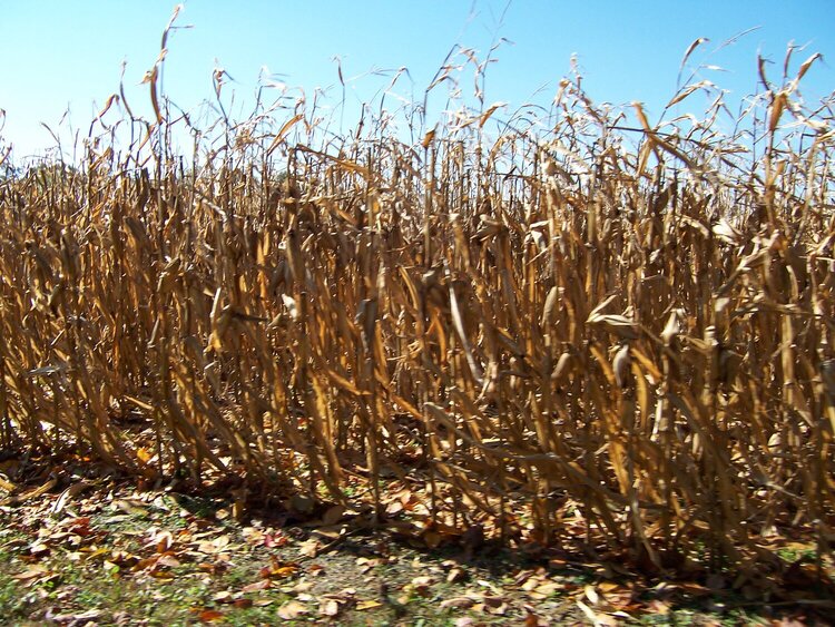 corn field