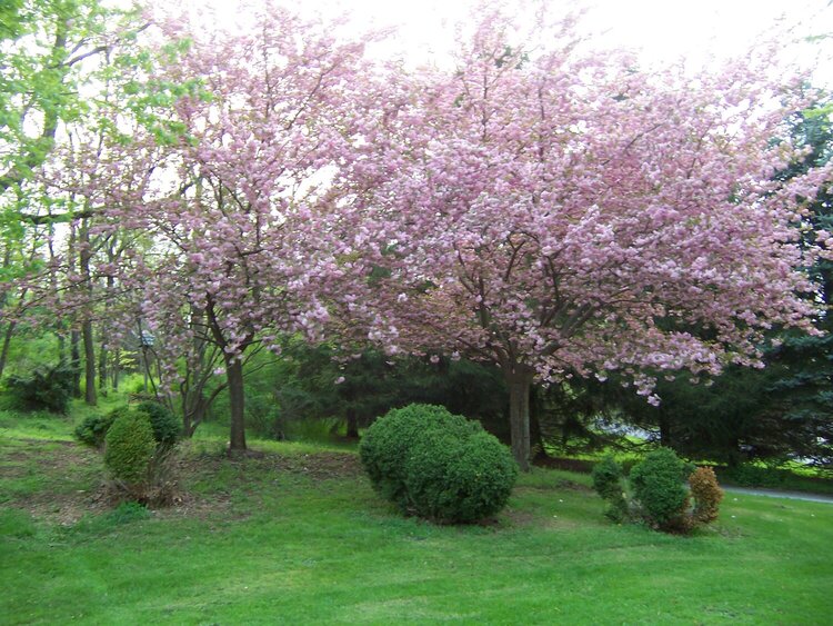 MY FLOWERING CHERRY TREE