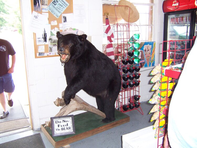 bear in old country store. sign says do not feed the bear