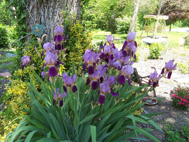 PLANT IN OUR LITTLE PARK