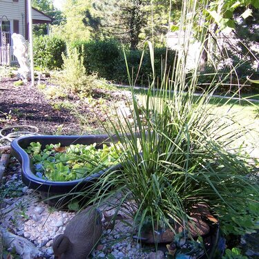 another view of the pond