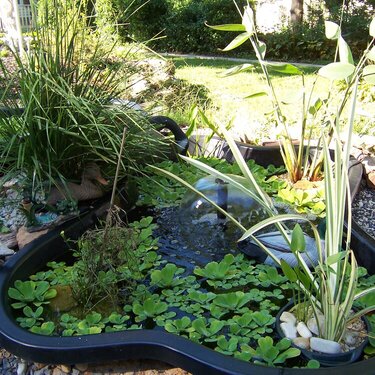 the pond is finished
