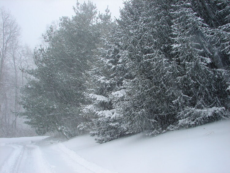 pine trees  12 2009