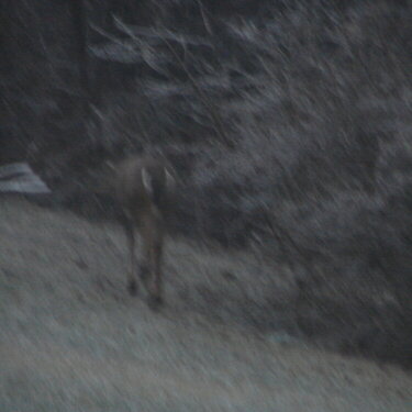 deer on hill