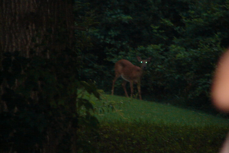 deer on our hill