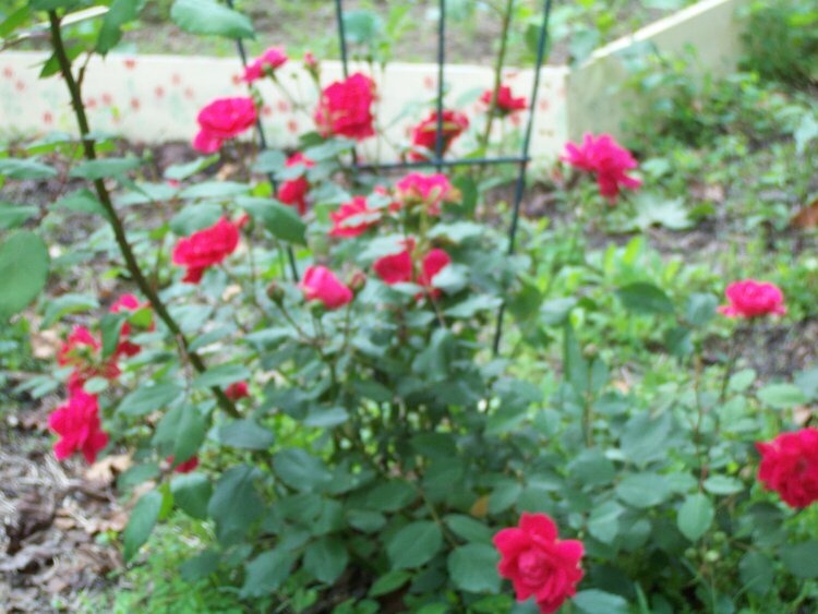 more roses in our garden
