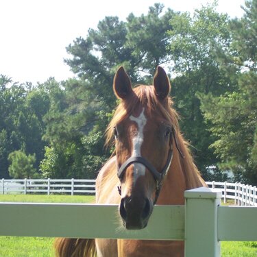 pretty horse   2009