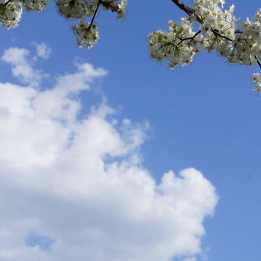 Flowering Tree &amp; Clouds (AGC)
