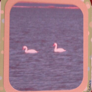 FWR White Swans
