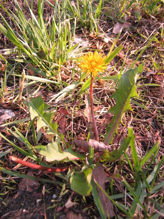 14. A Dandelion {10 pts}