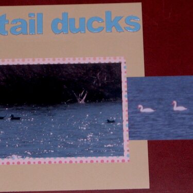 Pintail Ducks-Hidden Photo/Journaling