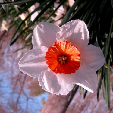 White &amp; Orange Daffodil