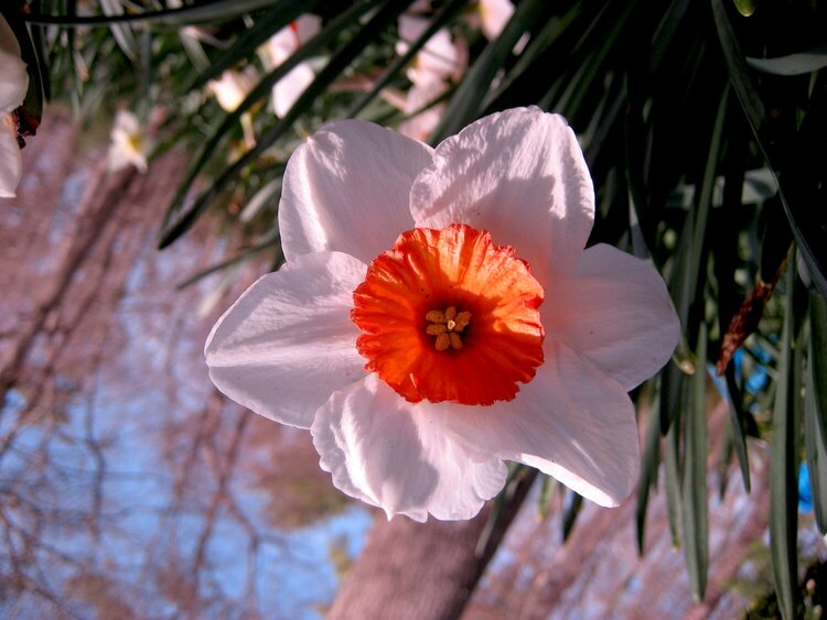 White &amp; Orange Daffodil