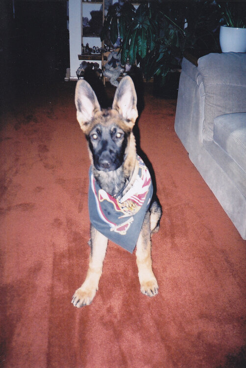 Cody as a pup