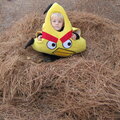 Angry Bird in a Nest